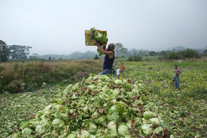 Agricultores de Mérida pierden cosechas por falta de combustible ...